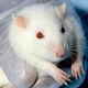Illustration for article titled This Rat Experiment Will Haunt You, But Not For The Reason You Think